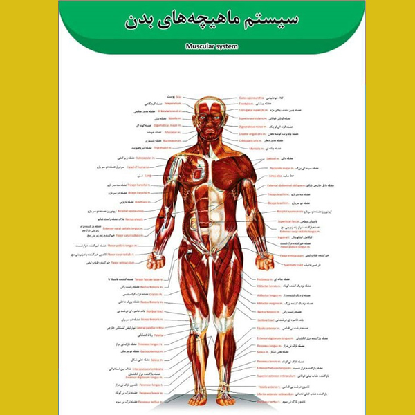 پوستر عضلات بدن انسان